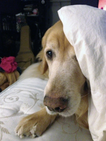 blanket